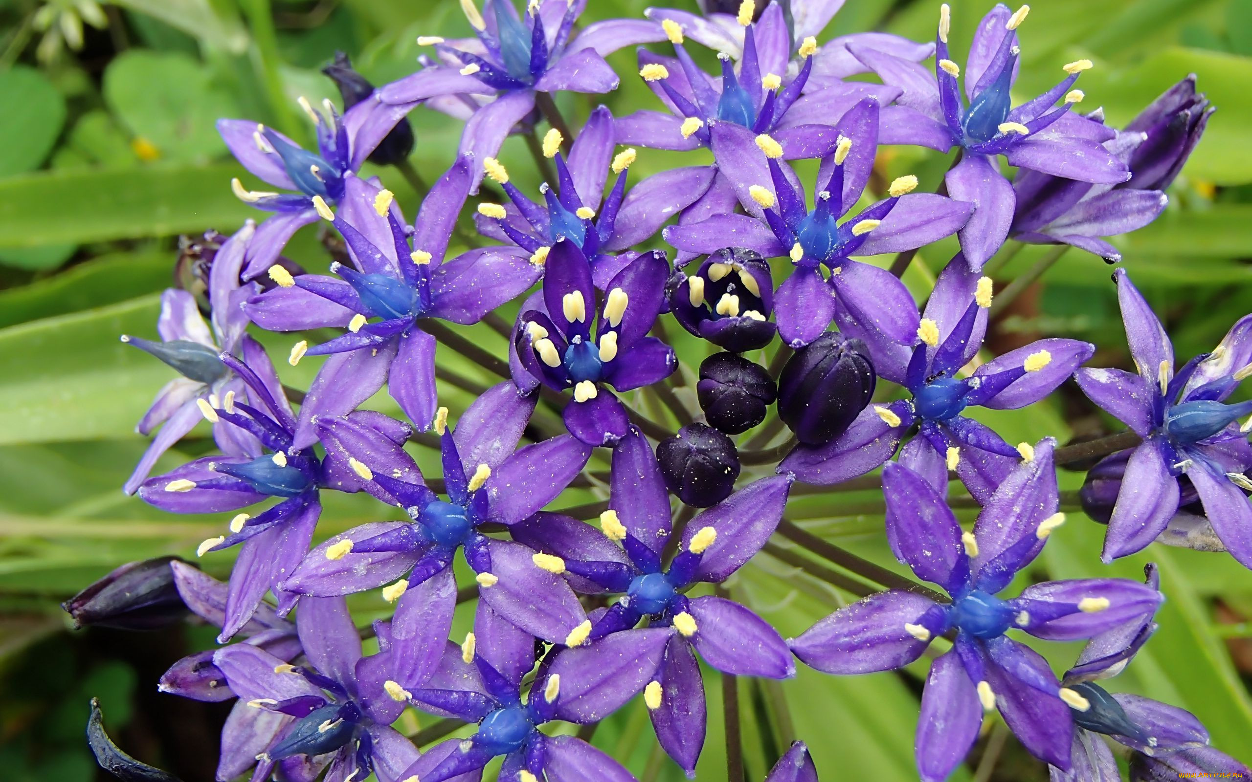 scilla peruviana,  , , ,  ,  , scilla, peruviana, , 